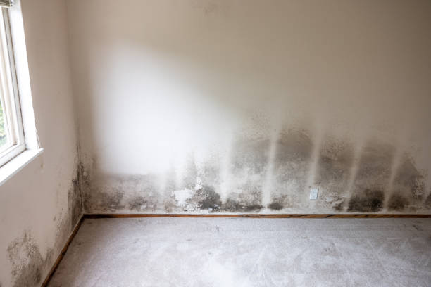 Trusted Lake Grove, NY Mold Removal Experts